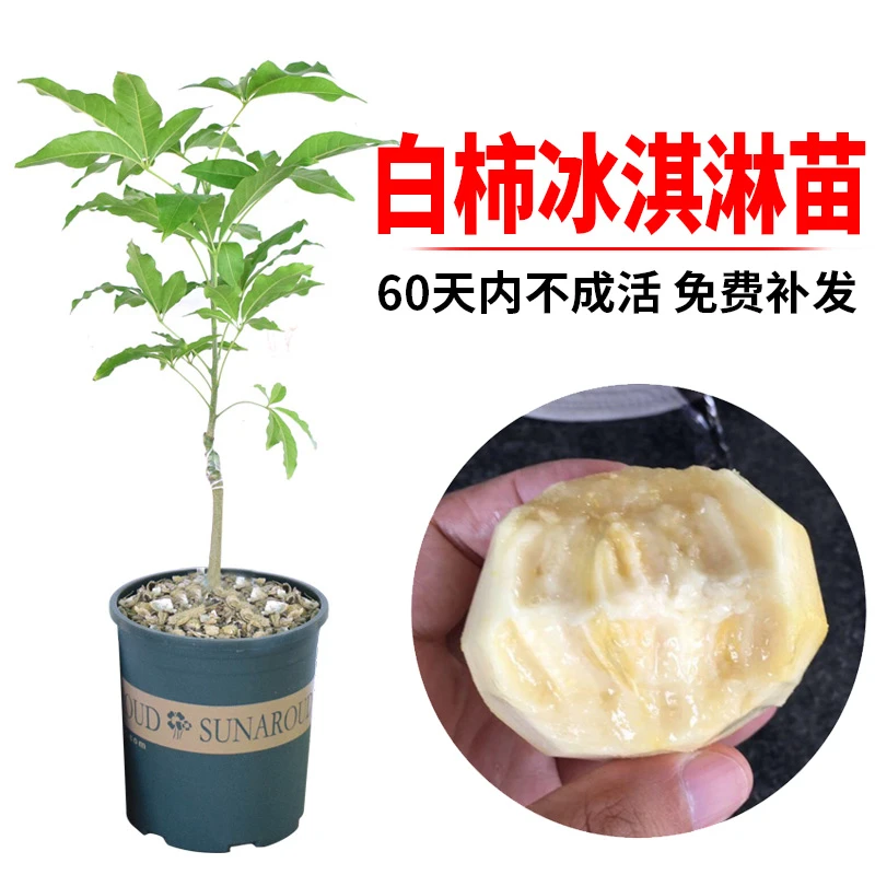 冰淇淋果 白柿果苗 W4品种 嫁接苗 第二年结果 盆栽 地载 大果