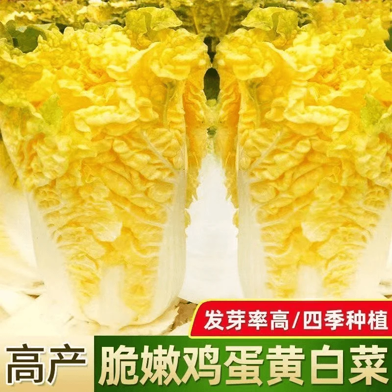 鸡蛋黄奶油大白菜种子黄心快菜籽农家田园夏秋四季播蔬菜子秋播