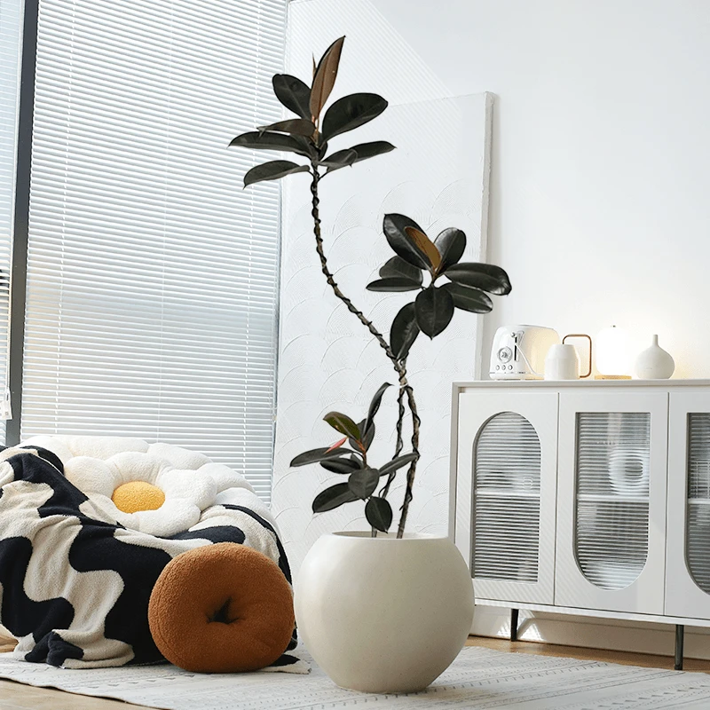 造型黑金刚橡皮树网红北欧大型绿植室内办公室客厅盆栽好养护新鲜