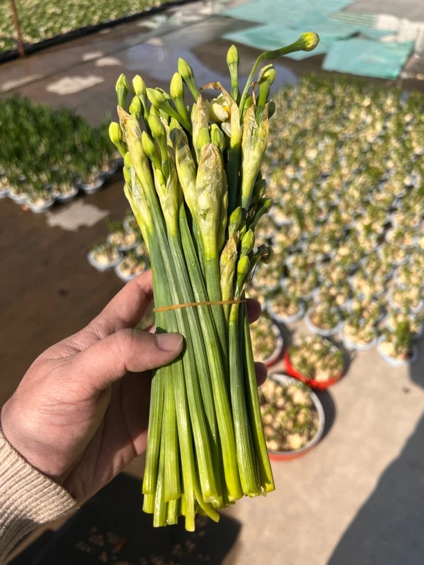 水仙花枝一把50枝