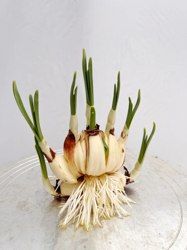 花卉绿植小盆栽水仙花大球水仙花
