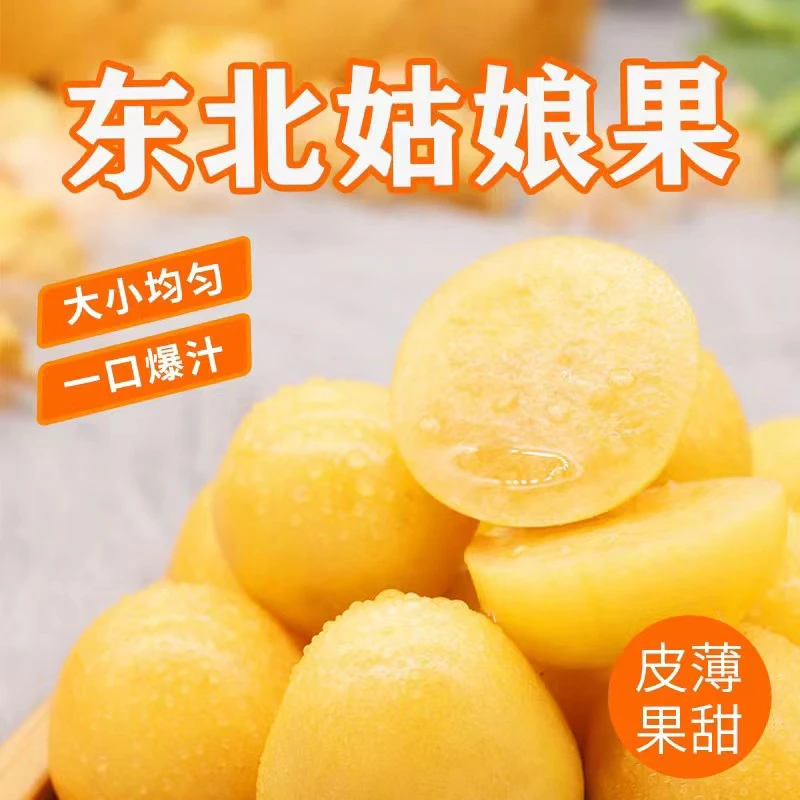 东北姑娘果灯笼果黄菇娘新鲜采摘产地直发