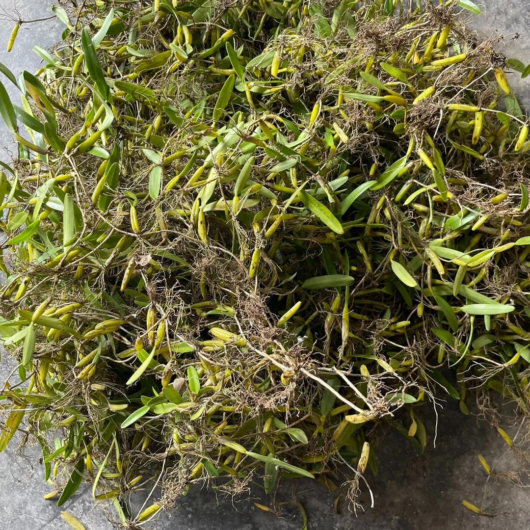 云南大山石橄榄 微甘 单叶胶质丰富可配陈皮煲炖汤煮水