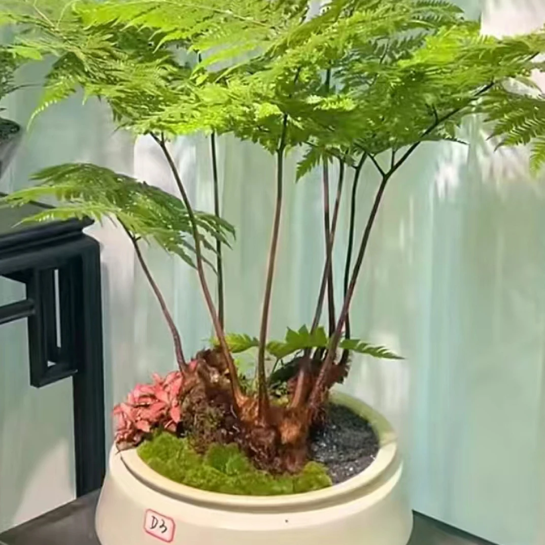 盆景花卉一物一拍