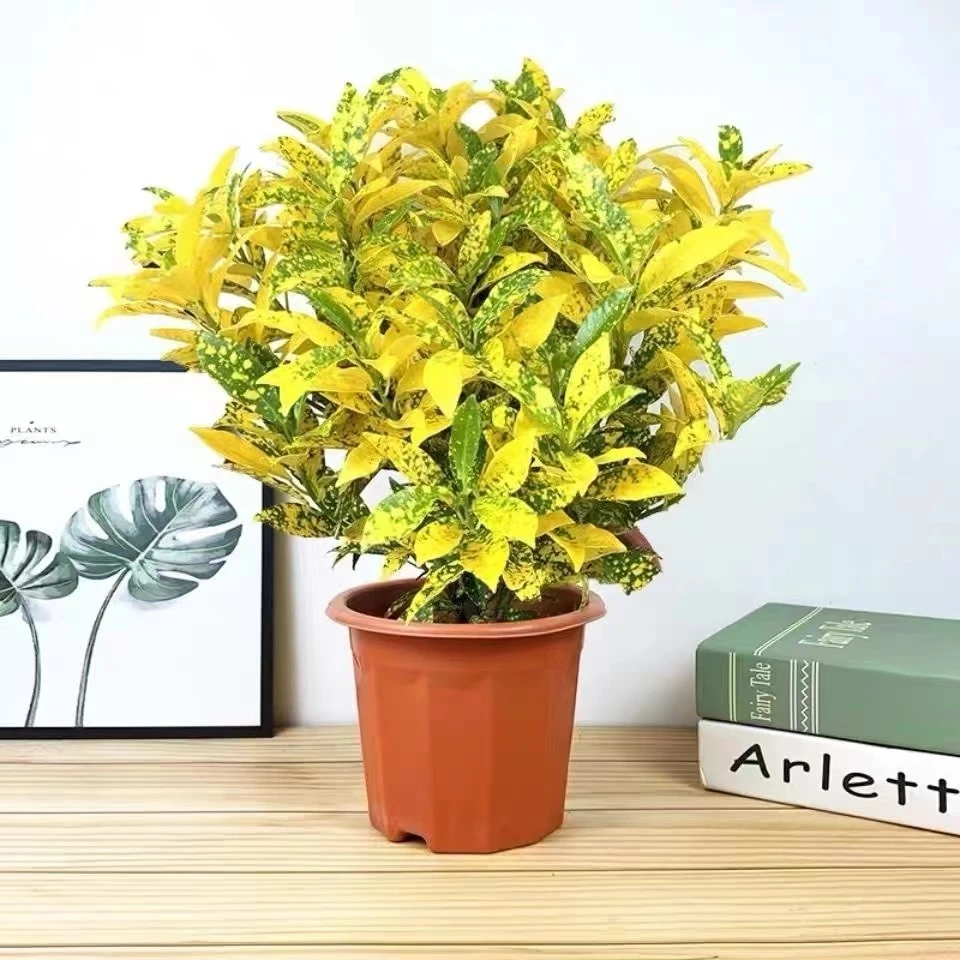 洒金变叶木盆栽室内阳台室外庭院好养植物七彩洒金榕喜阳观叶绿植