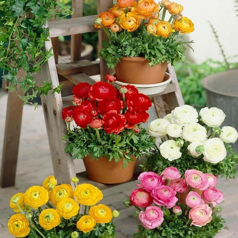 花毛茛盆栽花苗洋牡丹芹叶牡丹窗台庭院阳台切花型大花美观好养活