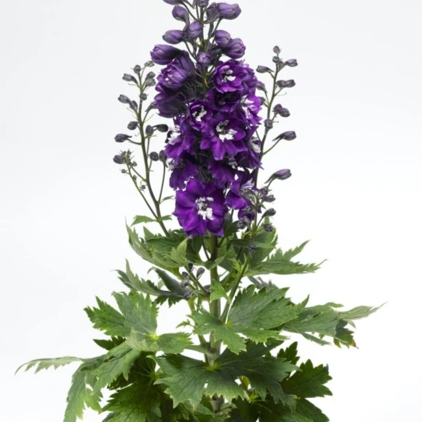 大花飞燕草四季花苗盆栽室外庭院花园植物花卉北极光系列蓝飞燕草