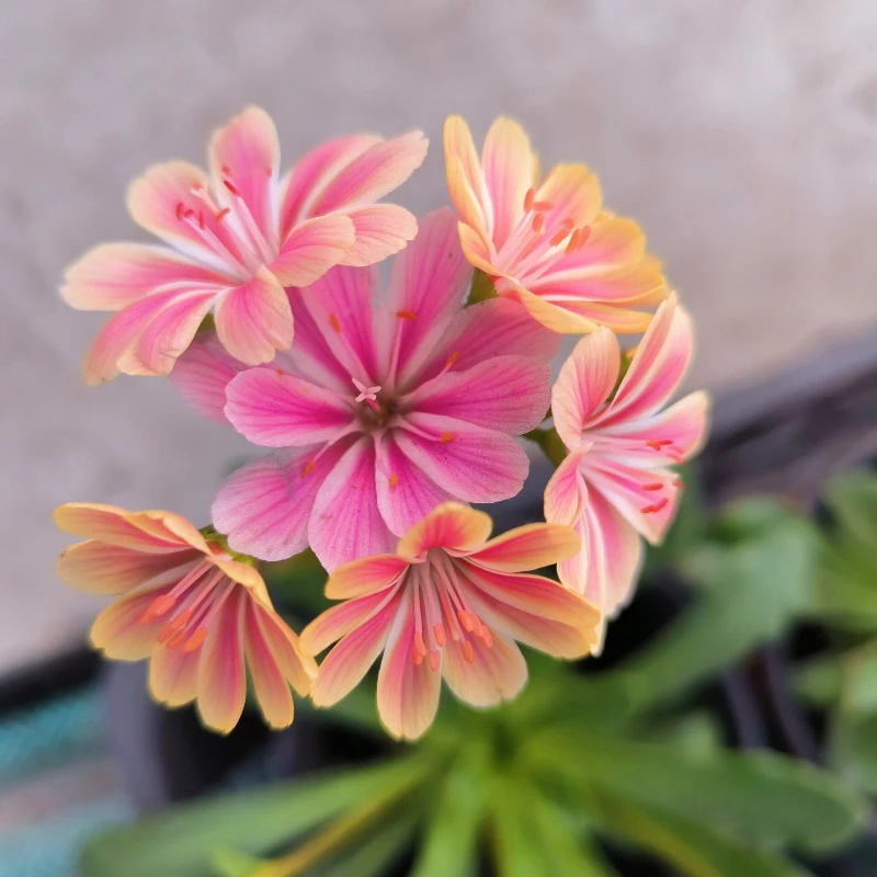 露薇花盆栽露微花阳台庭院花卉植物四季开花好养多年生带花美观