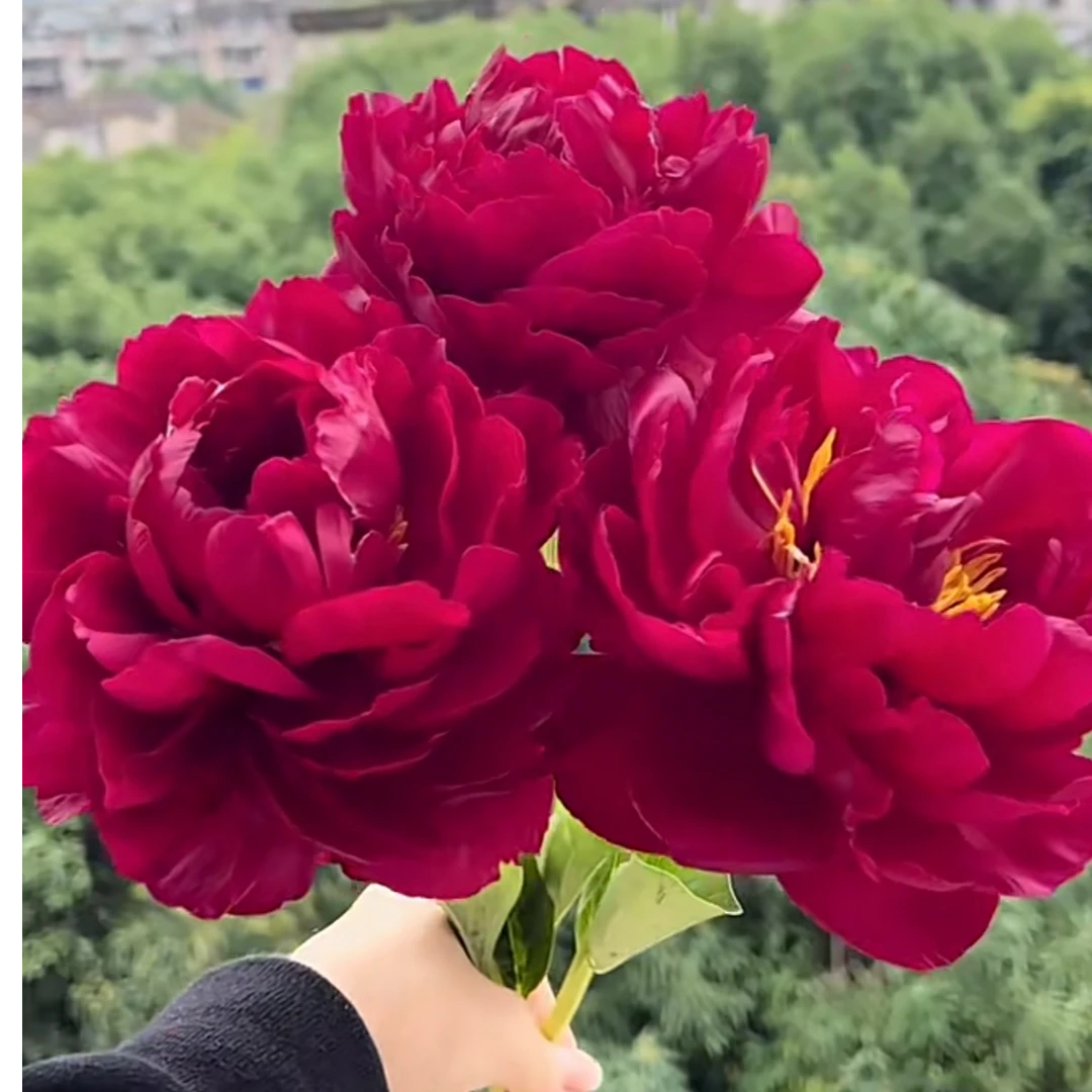 【老忠诚 】芍药花苗基地直发