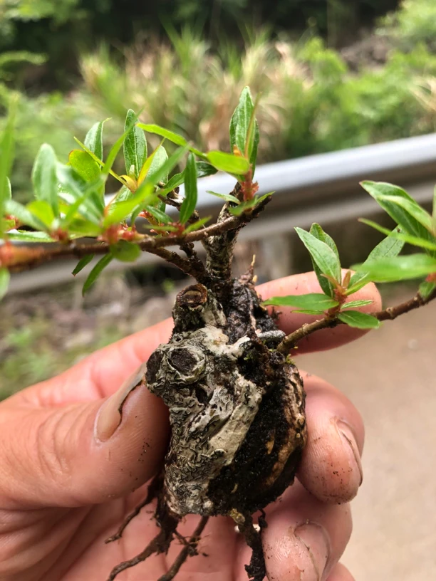 水杨酸 老鸭柿 雀梅 水枝子 映山红 三角枫