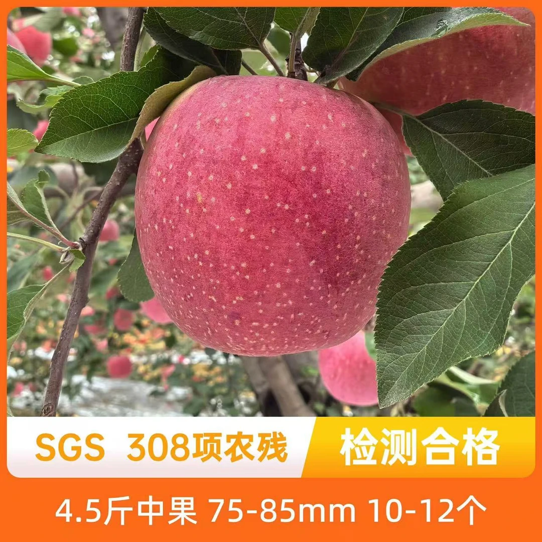 辰颐物语 洛川苹果4.5斤 高山苹果中大果脆甜多汁高原红霜降采摘