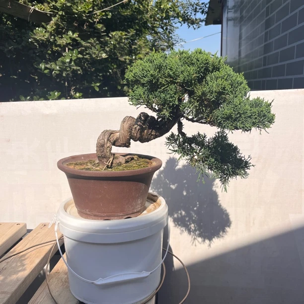 济州真柏，系鱼川真柏，黄金真柏，适合庭院别墅摆放