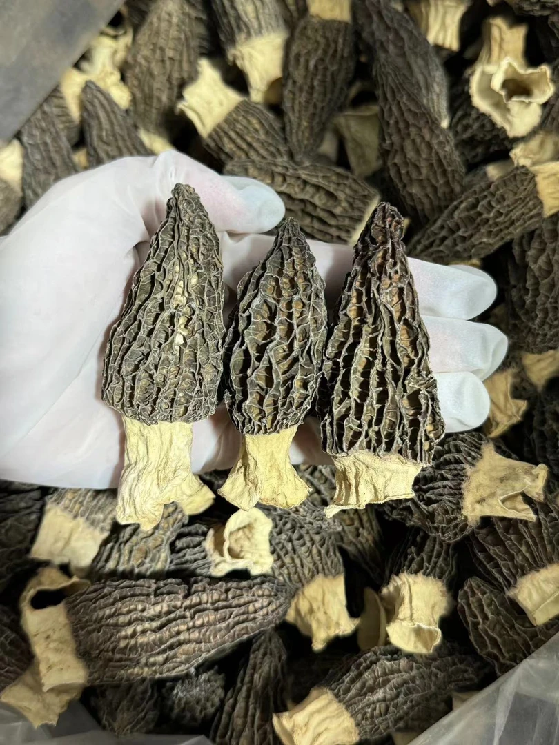 培辉堂精选 头 茬 6妹羊肚菌
