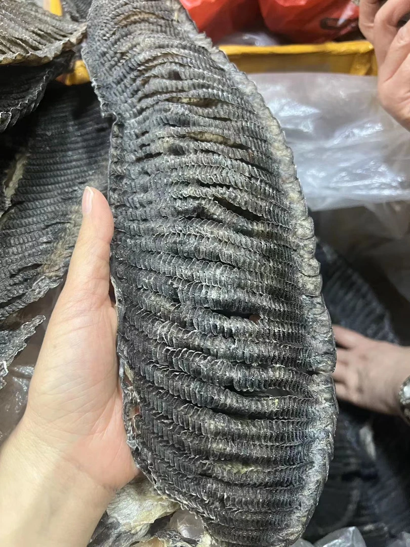 培辉堂清水 大 黑膨鱼鳃