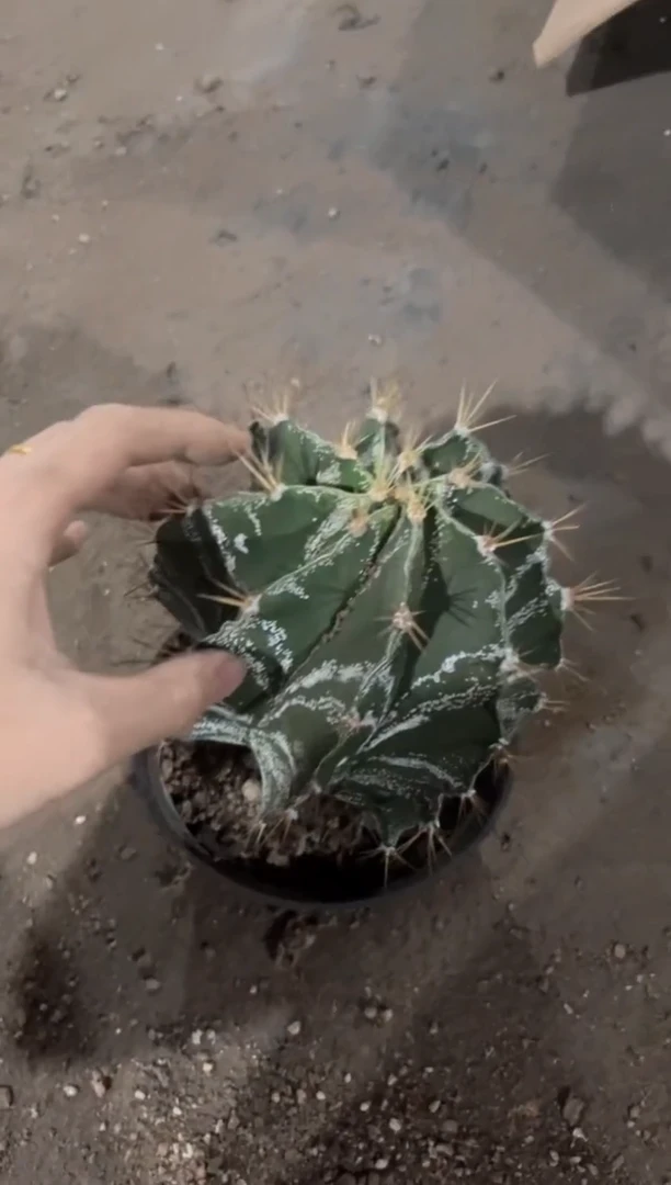 【闪购商品】大般若