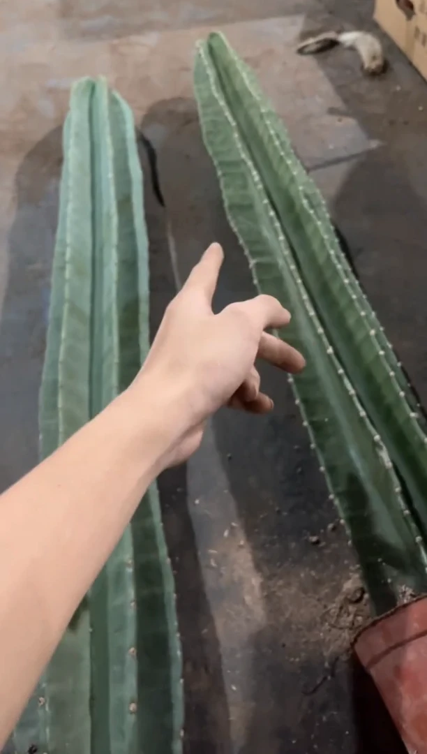 【闪购商品】【带根带盆土】100cm 量天尺