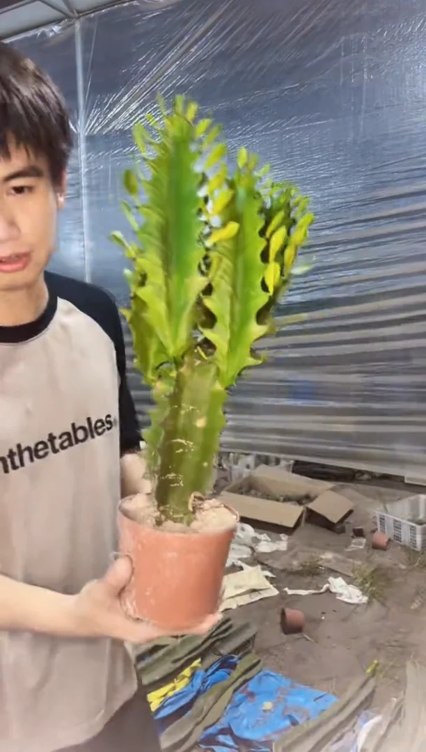 【闪购商品】巴西龙骨 带侧芽