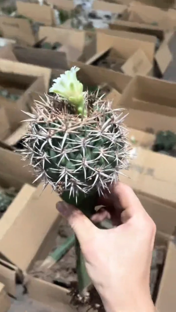 【闪购商品】碧岩玉【嫁接】