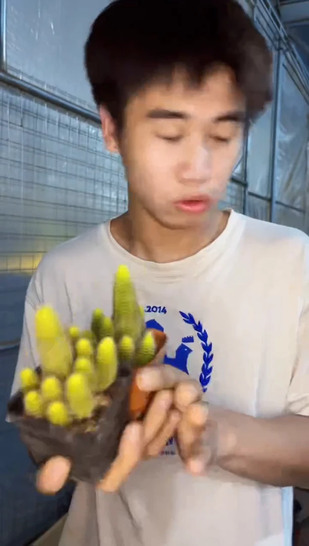 【闪购商品】2颗 林肯的火焰