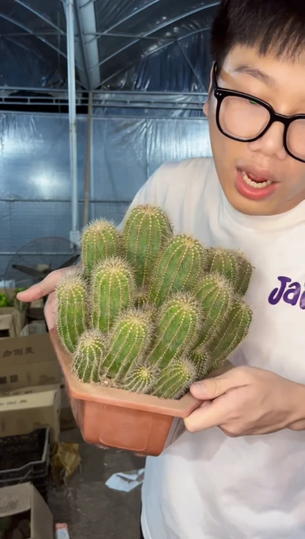 【闪购商品】超大银冠群生 16cm