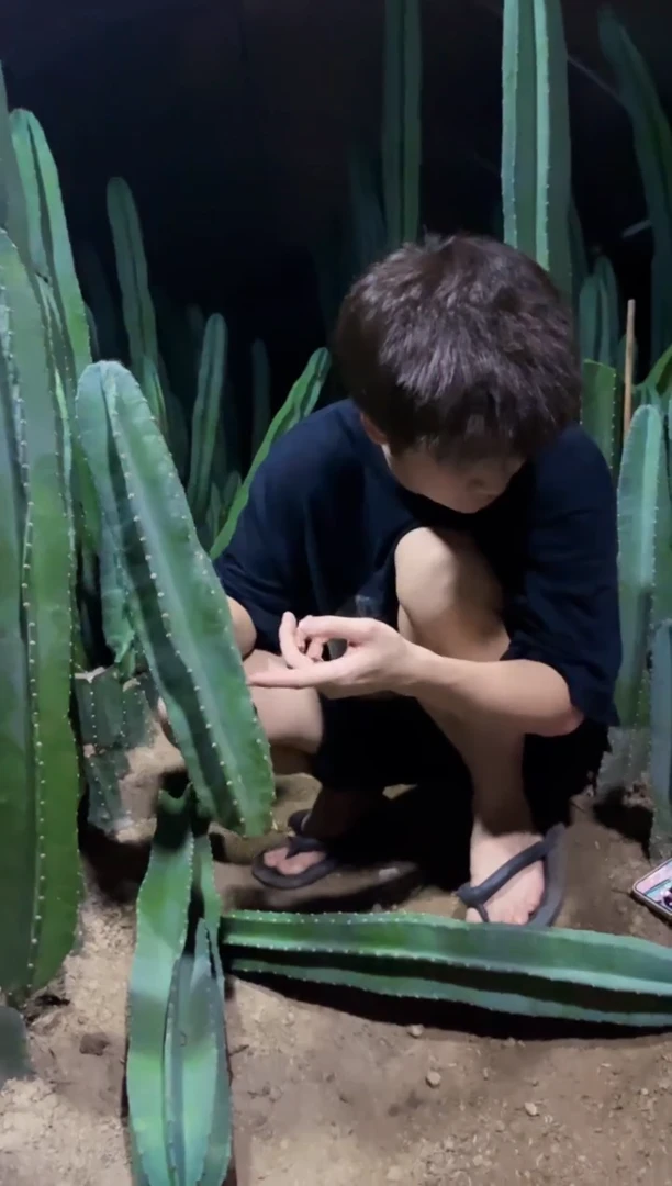 【闪购商品】20cm 量天尺【无根】不指定带花苞