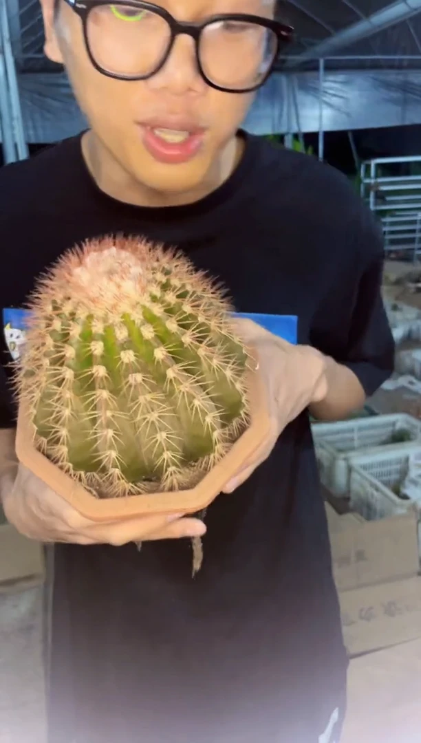 【闪购商品】超大黄金云【带云顶】