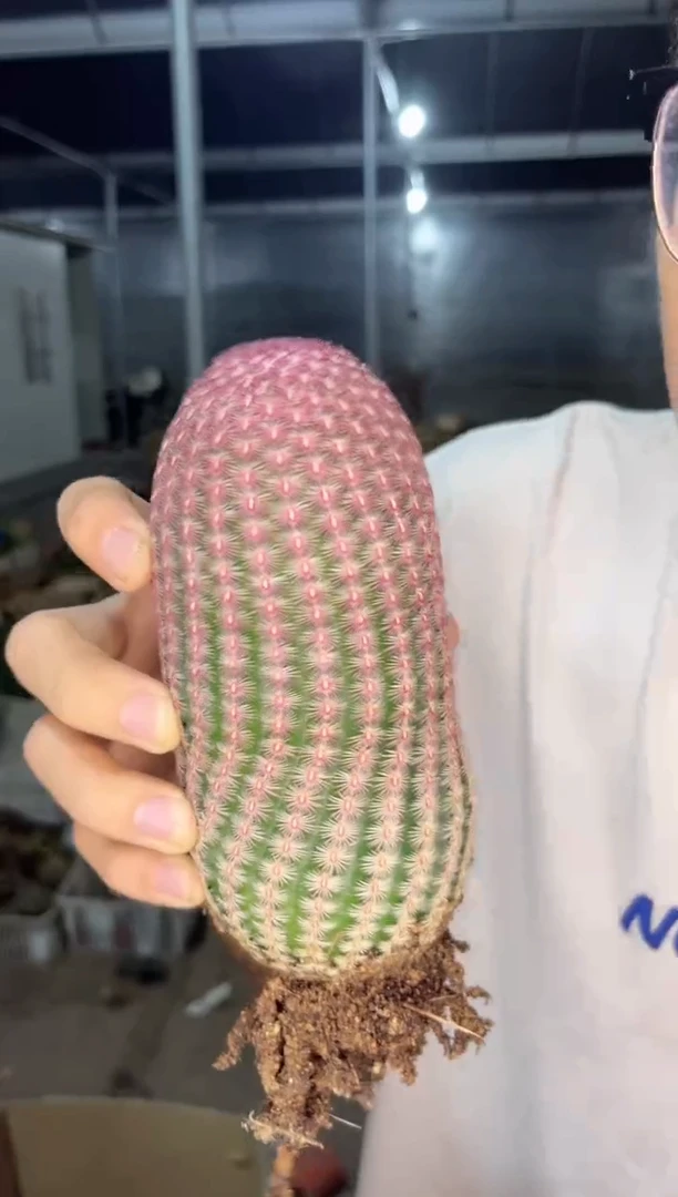 【闪购商品】大胖红太阳