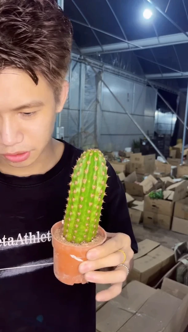 【闪购商品】金四 毛花柱