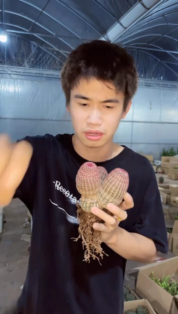 【闪购商品】3头 红太阳【带根】