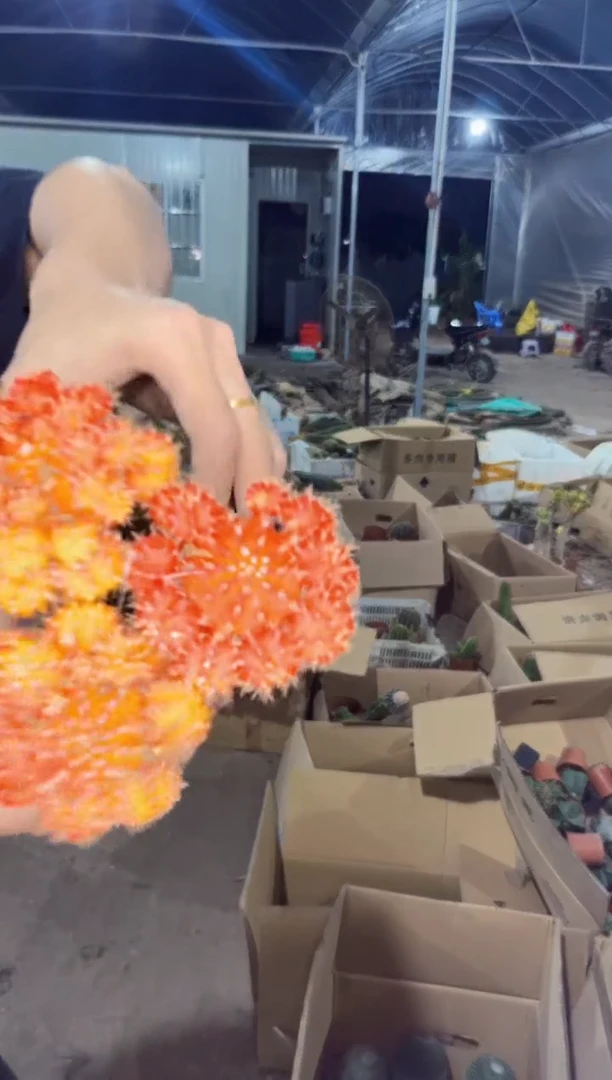 【闪购商品】大号 橙红彩带【嫁接】