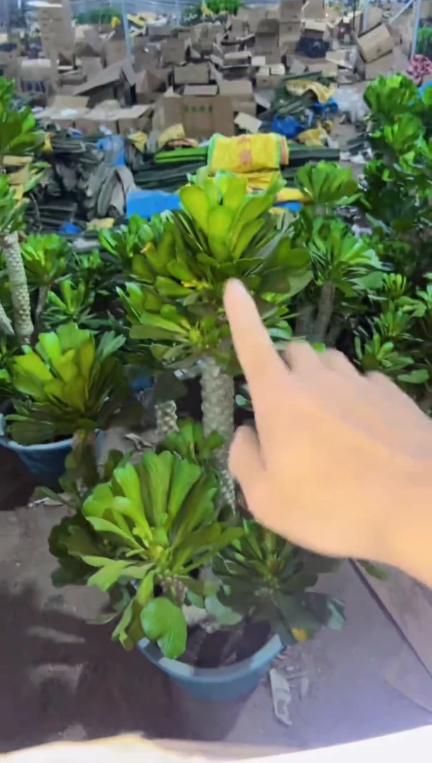 【闪购商品】巨无霸多头扇贝麒麟【造型不指定】嫁接