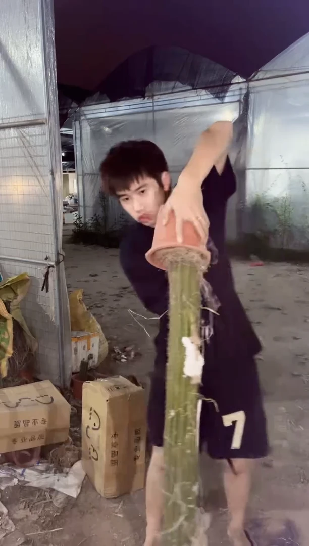 【闪购商品】高100cm 黄金柱【带根】