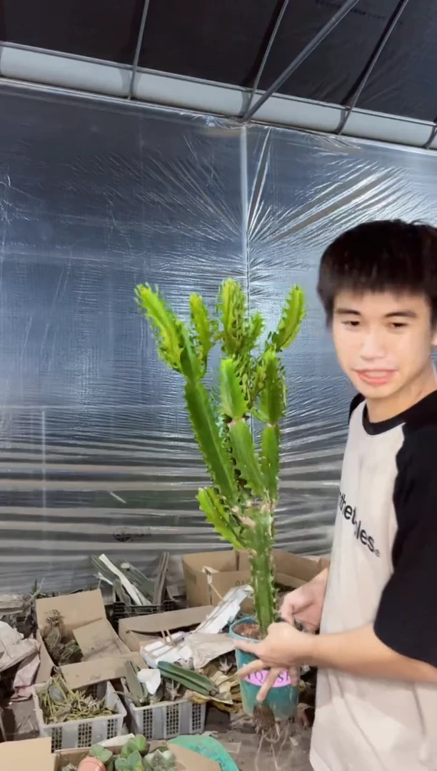 【闪购商品】巴西龙骨 带侧芽