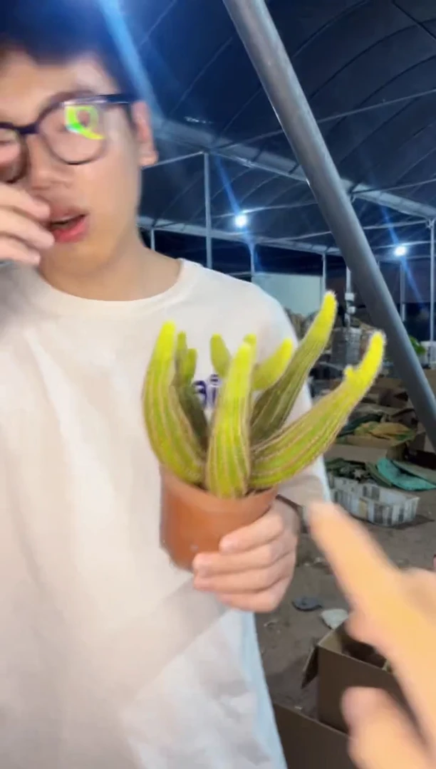 【闪购商品】维罗纳白檀 微徒