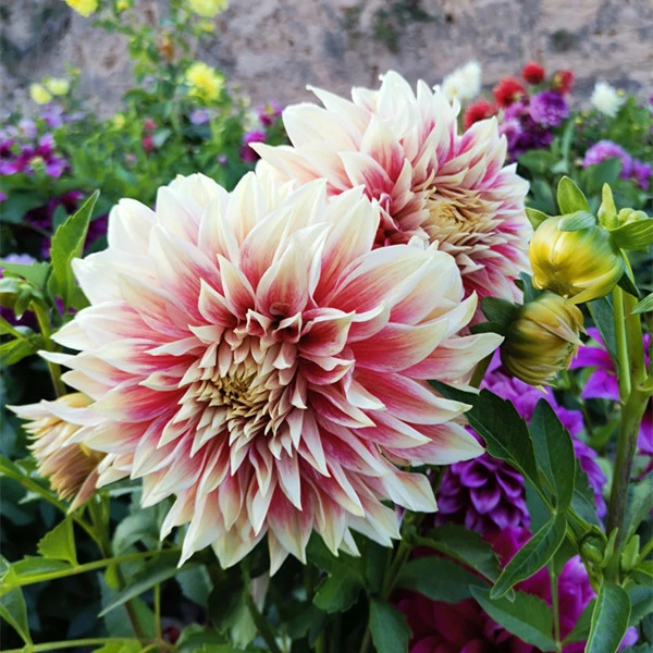 【草莓圣代2】花径25临洮大丽花地瓜花大丽菊种球大球根庭院花卉