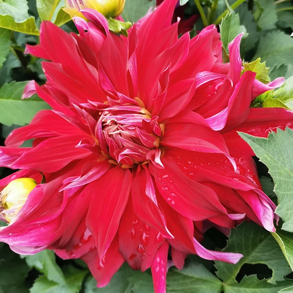 【红粉佳人】甘肃临洮平哥大丽花种植 厂家直销 庭院盆栽绿化花径22