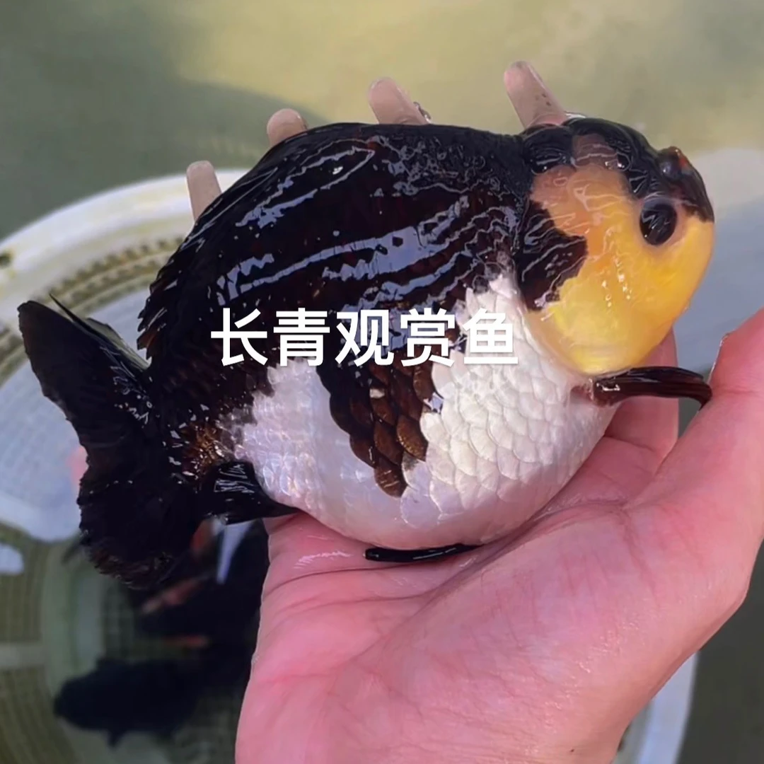 活体熊猫元宝玛丽 短尾泰狮 黑白熊猫 冷水观赏鱼 渔场直发 水族