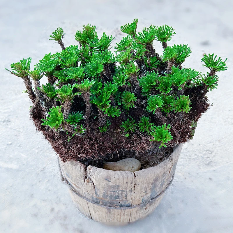 室内小盆栽绿植盆景卷柏九死还魂草老桩易活植物花卉好养四季常青
