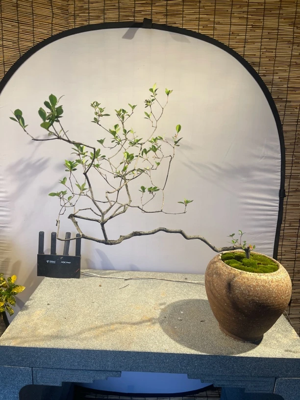 春花熟桩，高度80厘米左右，冠幅80厘米左右