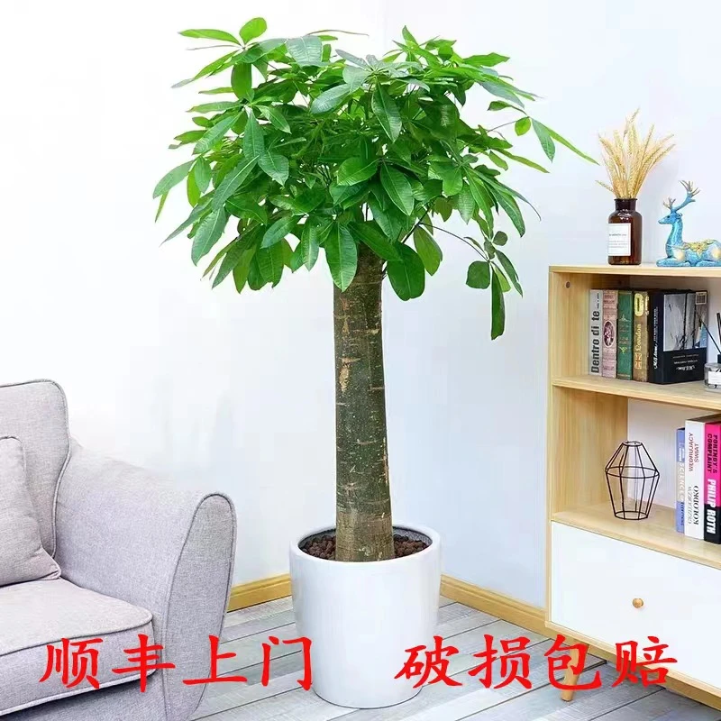 粗桩单杆发财树室内绿植客厅办公室摆放盆栽绿植开业乔迁送礼必选