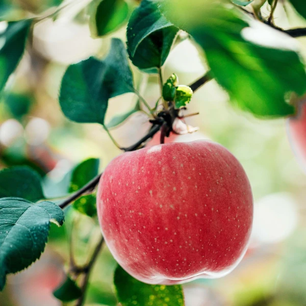 苹果苹果苹果苹果苹果苹果苹果苹果苹果苹果