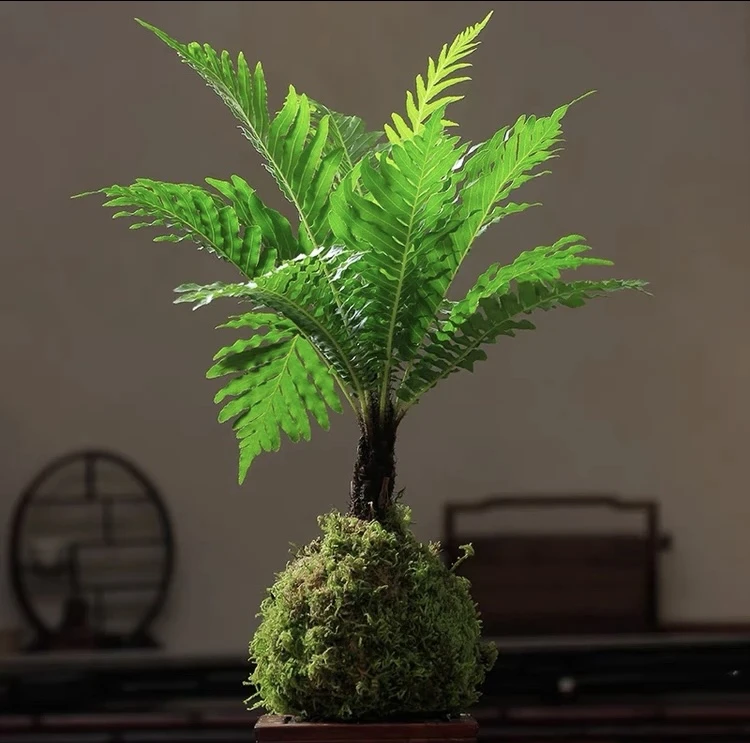 春生花卉盆景 精品富贵蕨 苔藓球水培盆景 室内点缀空间