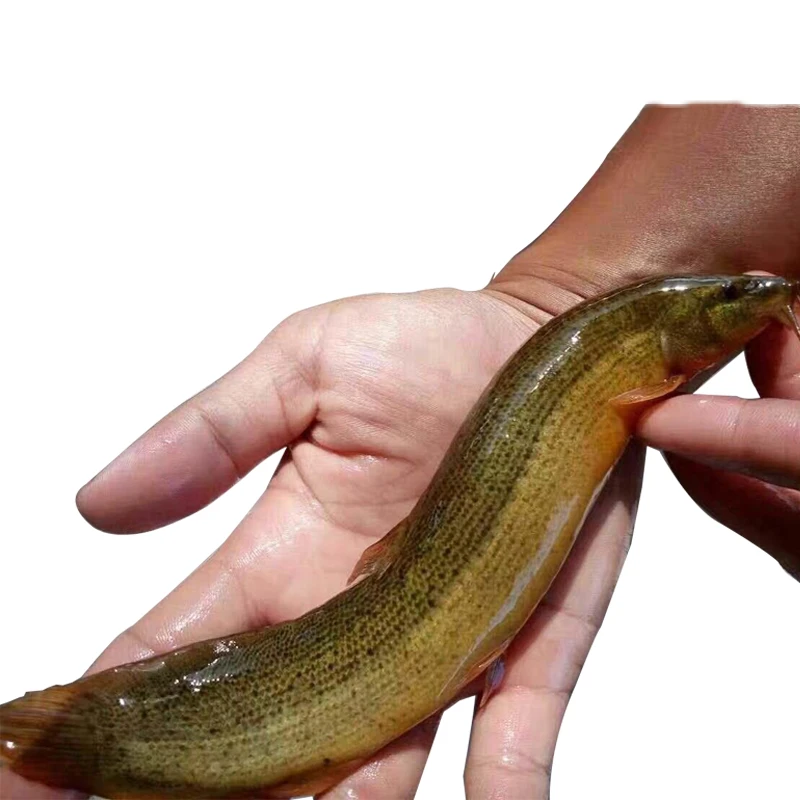 泥鳅鱼  台湾泥鳅鱼不钻泥的泥鳅观赏鱼 水族活体1g