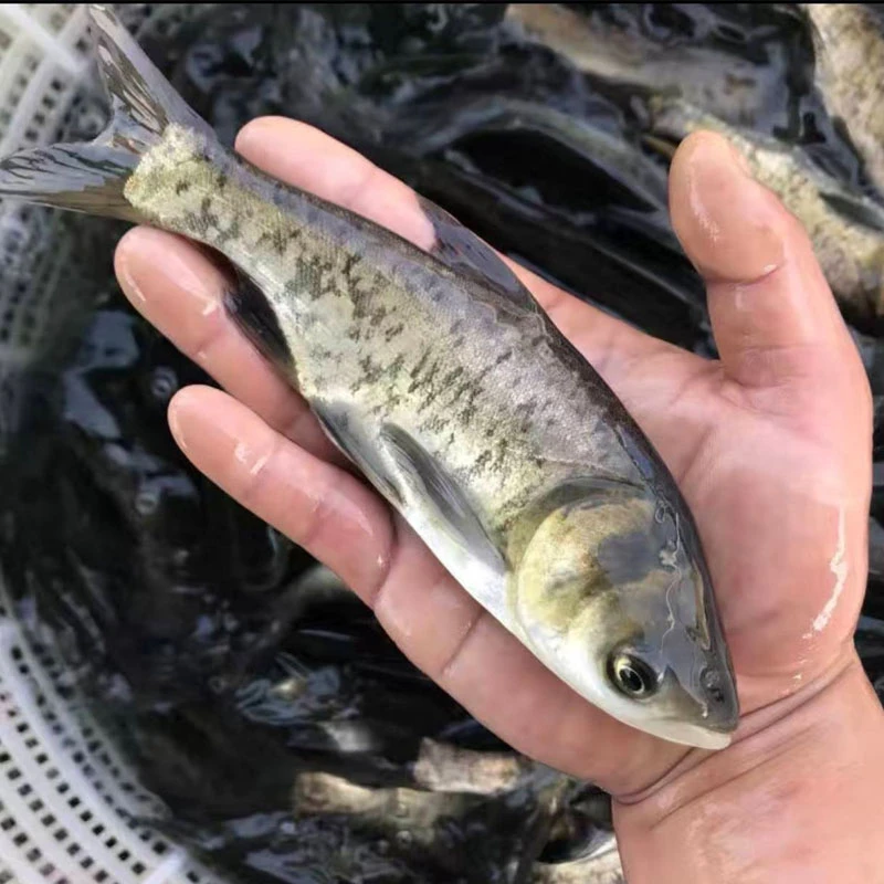 鲢鳙鱼胖头鱼大头鱼 黑鲢鱼 雄鱼调理水质 的 水族 2g-10g