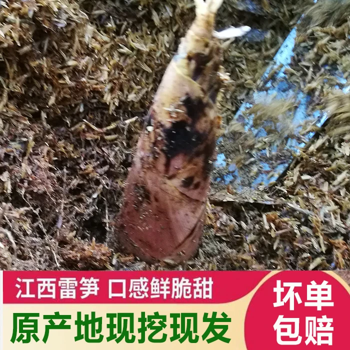 【5斤特大精品】江西万年美味雷竹甘甜鲜嫩春笋新细现挖切老根脆甜