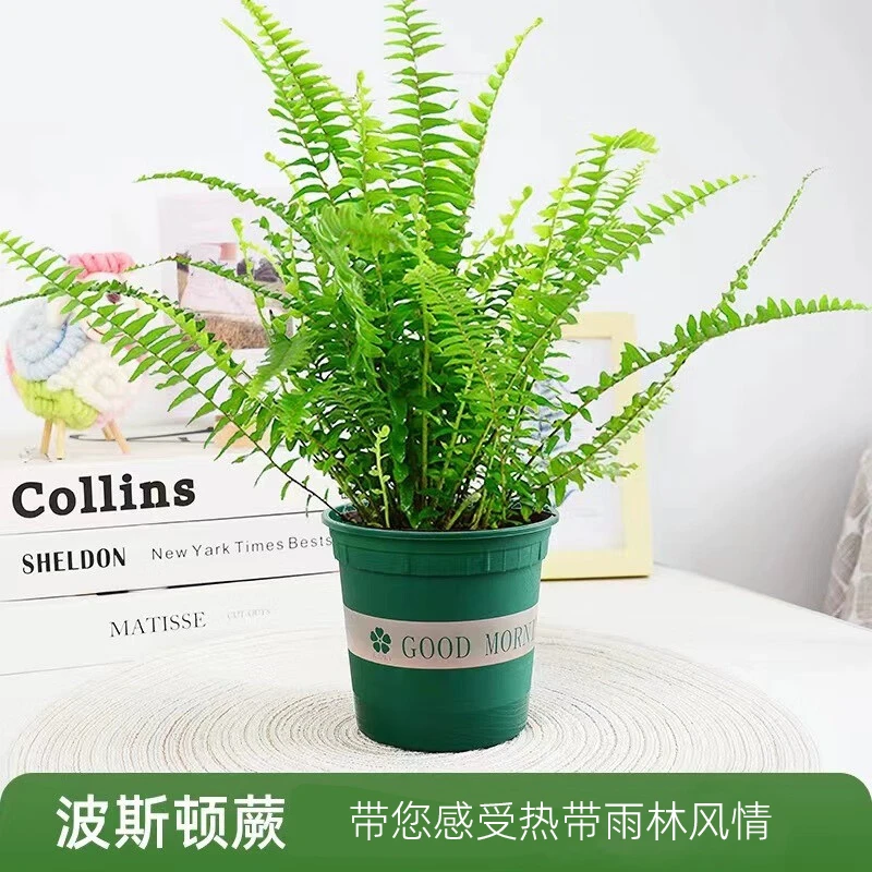 波士顿蕨盆栽桌面室内长藤绿植肾蕨蕨类吊兰植物吸甲醛耐阴绿植