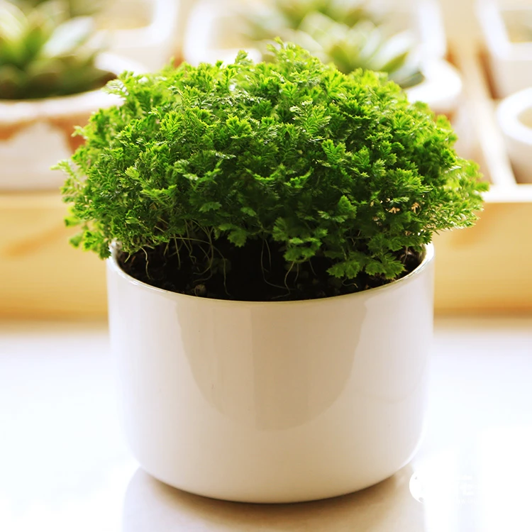 绿地球翠云草珊瑚蕨类植物室内桌面绿植盆栽净化空气四季常绿好养