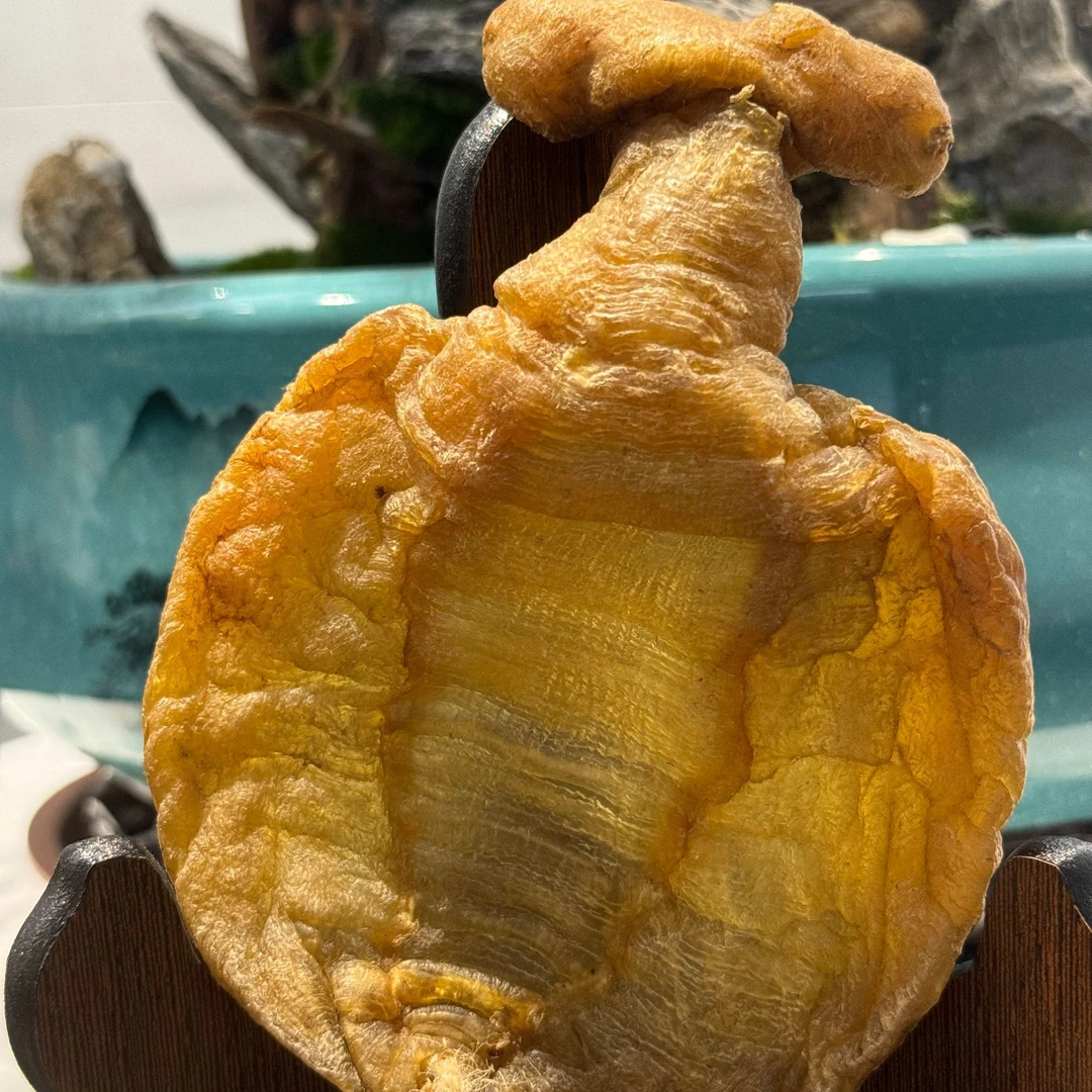 鱼胶 本港石肚赤嘴1-500G 通用链接