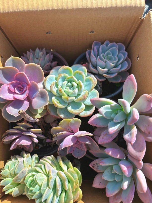 精品孤品多肉清场装箱