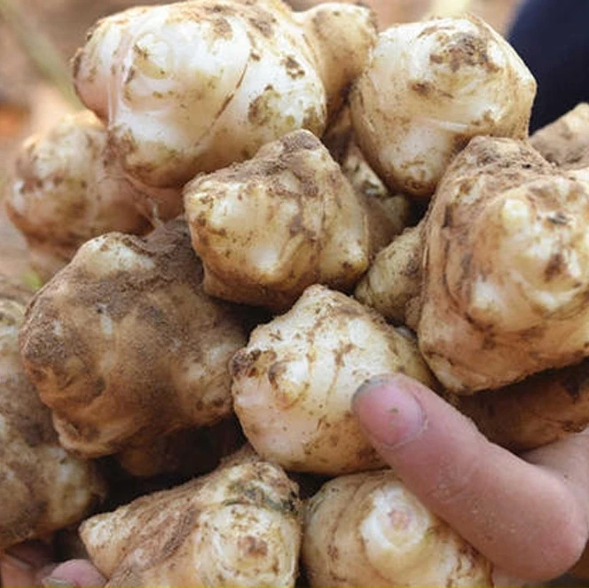 【25年新鲜洋姜】现挖鬼子姜不辣野生脆甜农家蔬菜泡菜腌菜菊芋种子